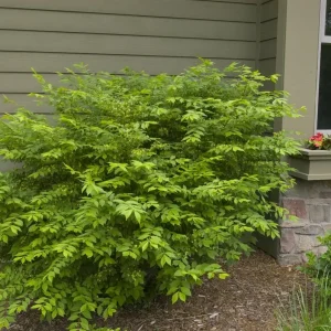 Burning Bush (Euonymus alatus) Live Bare Root Plant - 12+ Inches Tall - Set of 2 Outdoor Shrubs - Image 2