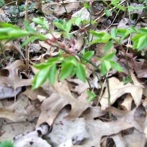 Burning Bush (Euonymus alatus) Live Bare Root Plant - 12+ Inches Tall - Set of 2 Outdoor Shrubs - Image 6