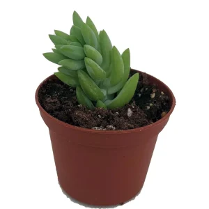 Burro's Tail Succulent Live Plant - Sedum Burrito - 2.5