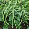 Bush Long Green Bean Seeds - Non-GMO Sweet Bean Seeds for Planting - Image 1
