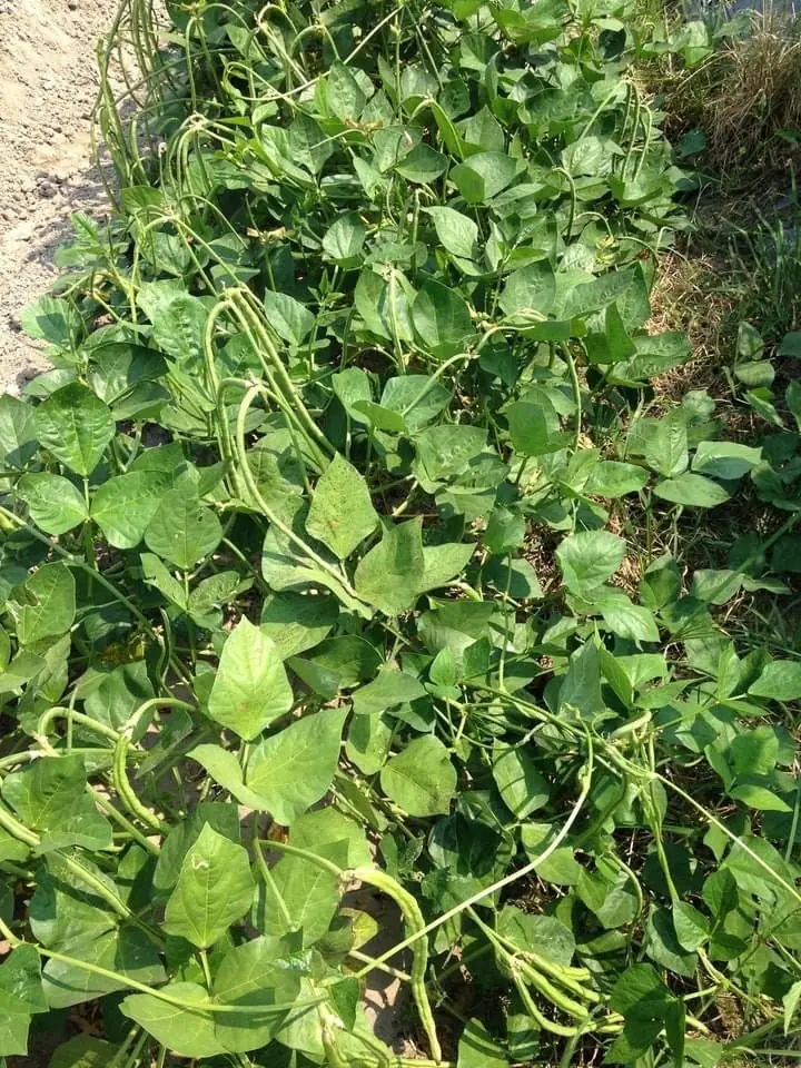 Bush Long Green Bean Seeds - Non-GMO Sweet Bean Seeds for Planting - Image 2