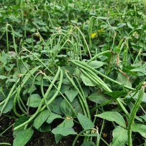 Bush Long Green Bean Seeds - Non-GMO Sweet Bean Seeds for Planting - Image 3