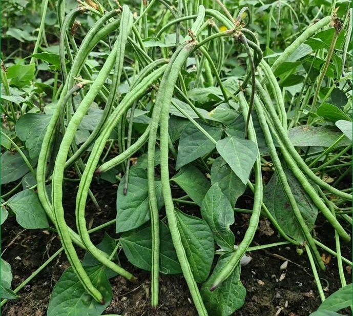 Bush Long Green Bean Seeds - Non-GMO Sweet Bean Seeds for Planting - Image 1