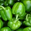 Bushel Buster Bell Pepper Seeds - Sweet Green, 50+ Seeds, Outdoor Vegetable - Image 1