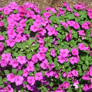 Busy Lizzy Impatiens Accent Premium Lilac Flower Seeds - 500 Count Annual - Image 2