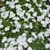 Busy Lizzy Impatiens Accent Premium White Flower Seeds - 100 Seeds, Annual - Image 1