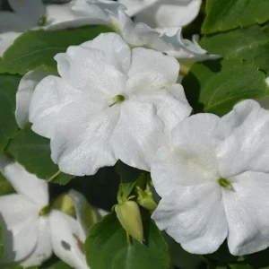 Busy Lizzy Impatiens Accent Premium White Flower Seeds - 100 Seeds, Annual - Image 3