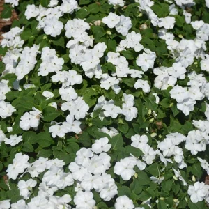 Busy Lizzy Impatiens Accent Premium White Flower Seeds - 100 Seeds, Annual - Image 1