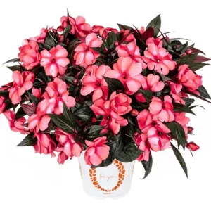 Busy Lizzy Impatiens Seeds - Rose Star Mix, 500 Seeds, Pink & Red Flowers, Sun & Shade - Image 2
