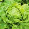 Buttercrunch Lettuce Seeds - 2000+ Organic Non-GMO Vegetable Seeds - Image 1
