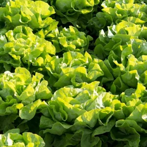 Buttercrunch Lettuce Seeds - 2000+ Organic Non-GMO Vegetable Seeds - Image 2