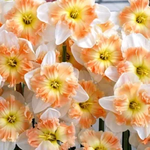 Butterfly Double Mixed Daffodil Bulbs - 5 Pack, Multicolor, Perennial, Full/Partial Sun - Image 2