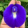 Butterfly Pea Flower Seeds - Vibrant Blue Vine, Climber, Nitrogen Fixer - Image 1