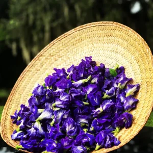 Butterfly Pea Flower Seeds - Vibrant Blue Vine, Climber, Nitrogen Fixer - Image 3