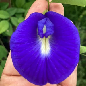 Butterfly Pea Flower Seeds - Vibrant Blue Vine, Climber, Nitrogen Fixer - Image 1