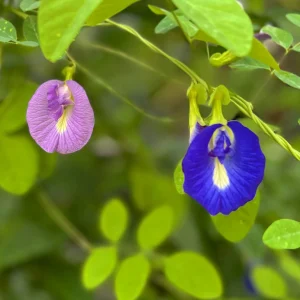 Butterfly Pea Flower Seeds - Vibrant Blue Vine, Climber, Nitrogen Fixer - Image 5