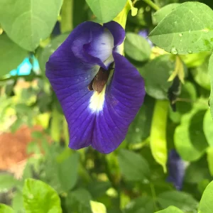 Butterfly Pea Flower Seeds - Vibrant Blue Vine, Climber, Nitrogen Fixer - Image 7