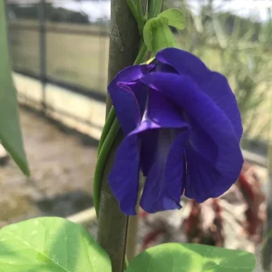 Butterfly Pea Flower Seeds - Vibrant Blue Vine, Climber, Nitrogen Fixer - Image 8