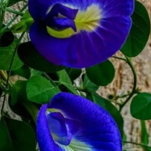Butterfly Pea Live Plant - Aprajita Clitoria ternatea - Half Gallon Pot - Image 2