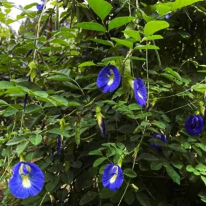 Butterfly Pea Live Plant - Aprajita Clitoria ternatea - Half Gallon Pot - Image 3