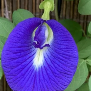 Butterfly Pea Live Plant - Aprajita Clitoria ternatea - Half Gallon Pot - Image 1