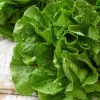 BUTTERHEAD (BUTTERCRUNCH) LETTUCE 50+ SEEDS Lactuca sativa var. capitata - Image 1