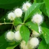 Button Bush – Cephalanthus – Live Plant – 2 ft Tall – Outdoor - Image 1