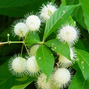 Button Bush – Cephalanthus – Live Plant – 2 ft Tall – Outdoor - Image 1