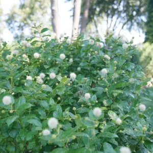 Button Bush Live Plant – Quart Pot – Native Flowering Shrub – Pollinator Friendly - Image 10