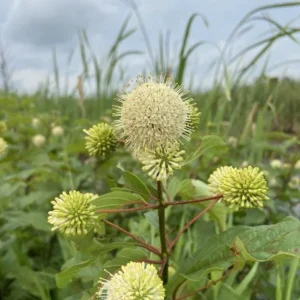 Button Bush Live Plant – Quart Pot – Native Flowering Shrub – Pollinator Friendly - Image 3