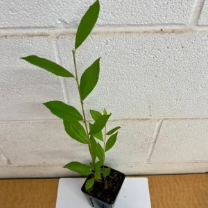 Button Bush Live Plant – Quart Pot – Native Flowering Shrub – Pollinator Friendly - Image 5