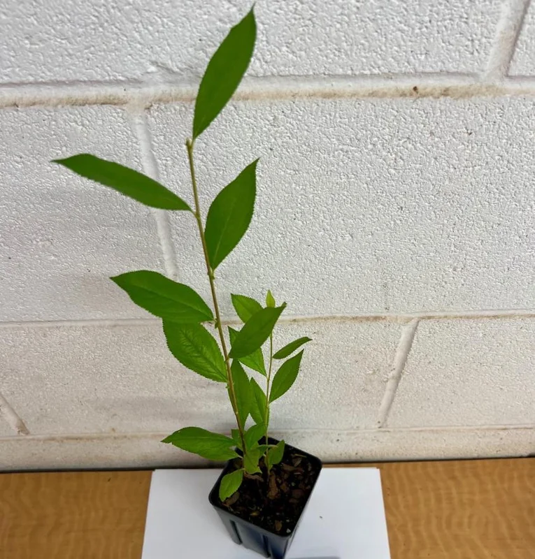 Button Bush Live Plant – Quart Pot – Native Flowering Shrub – Pollinator Friendly - Image 5