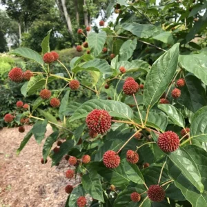 Button Bush Live Plant – Quart Pot – Native Flowering Shrub – Pollinator Friendly - Image 6