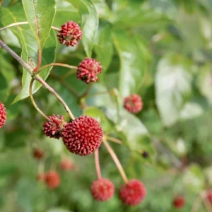 Button Bush Live Plant – Quart Pot – Native Flowering Shrub – Pollinator Friendly - Image 7