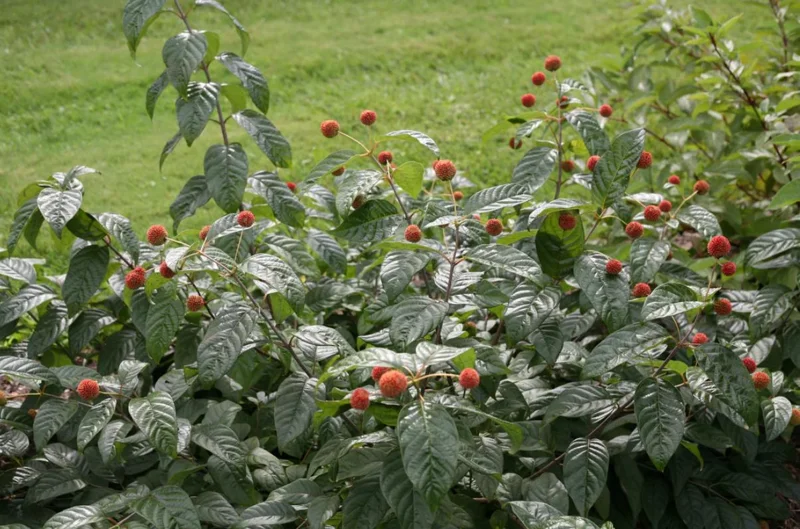 Button Bush Live Plant – Quart Pot – Native Flowering Shrub – Pollinator Friendly - Image 8