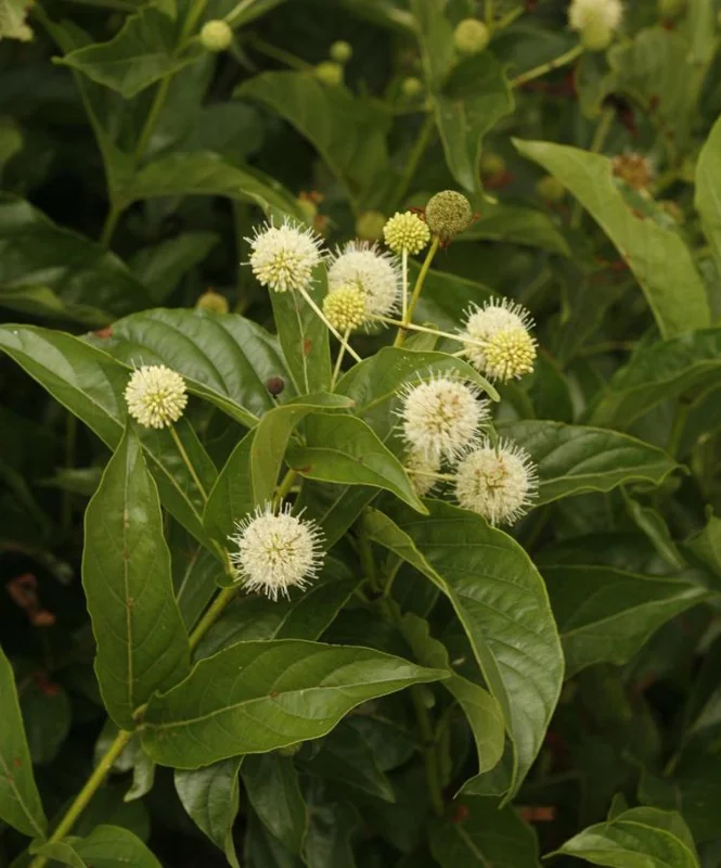 Button Bush Live Plant – Quart Pot – Native Flowering Shrub – Pollinator Friendly - Image 1