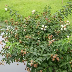 Button Bush Live Shrub – 6-12