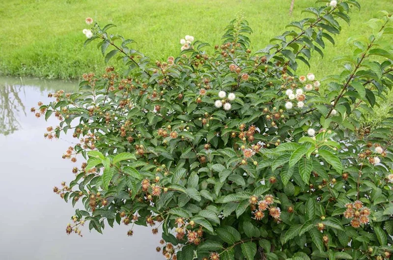 Button Bush Live Shrub – 6-12" Tall – 4-Inch Pot – Native Outdoor Plant - Image 10