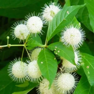 Button Bush Live Shrub – 6-12" Tall – 4-Inch Pot – Native Outdoor Plant - Image 2