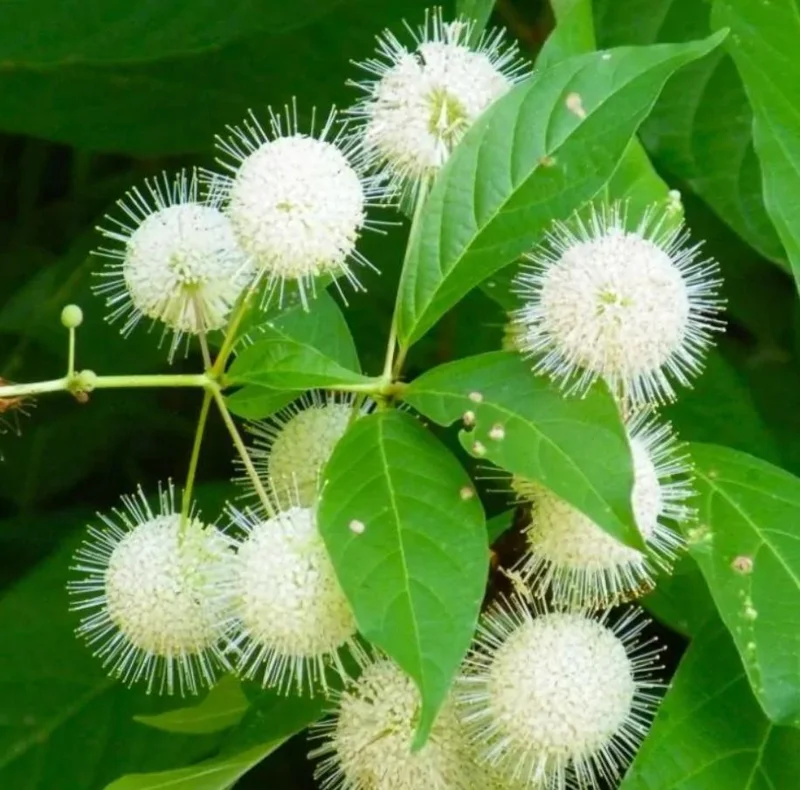 Button Bush Live Shrub – 6-12" Tall – 4-Inch Pot – Native Outdoor Plant - Image 2