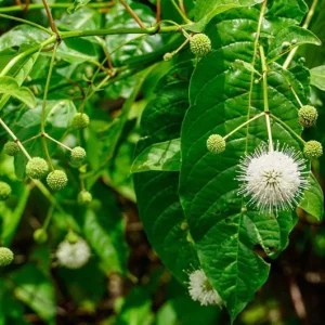 Button Bush Live Shrub – 6-12" Tall – 4-Inch Pot – Native Outdoor Plant - Image 1