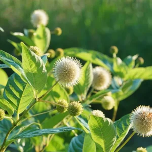 Button Bush Live Shrub – 6-12