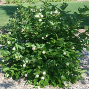 Button Bush Live Shrub – 6-12
