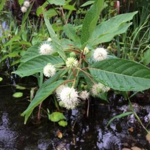 Button Bush Live Shrub – 6-12