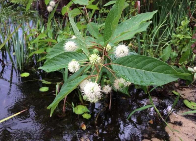 Button Bush Live Shrub – 6-12" Tall – 4-Inch Pot – Native Outdoor Plant - Image 6