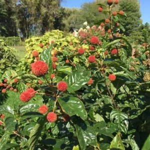 Button Bush Live Shrub – 6-12