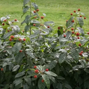 Button Bush Live Shrub – 6-12