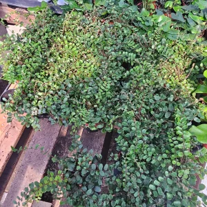 Button Fern Live Plant - Pellaea rotundifolia - 2in or 4in Pot - Indoor - Image 2