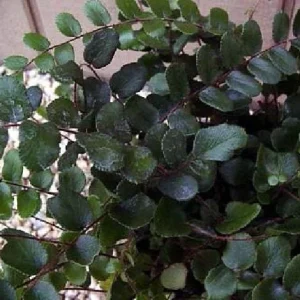 Button Fern Live Plant - Pellaea rotundifolia - 4 inch Pot - Indoor Houseplant - Image 2