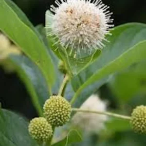 Buttonbush Plant 12-24in Tall Bare Root Shrub - Cephalanthus occidentalis - Image 3